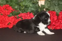 DALLAS, a male Miniature American Shepherd for sale in Glencoe, MN – 7 of 10