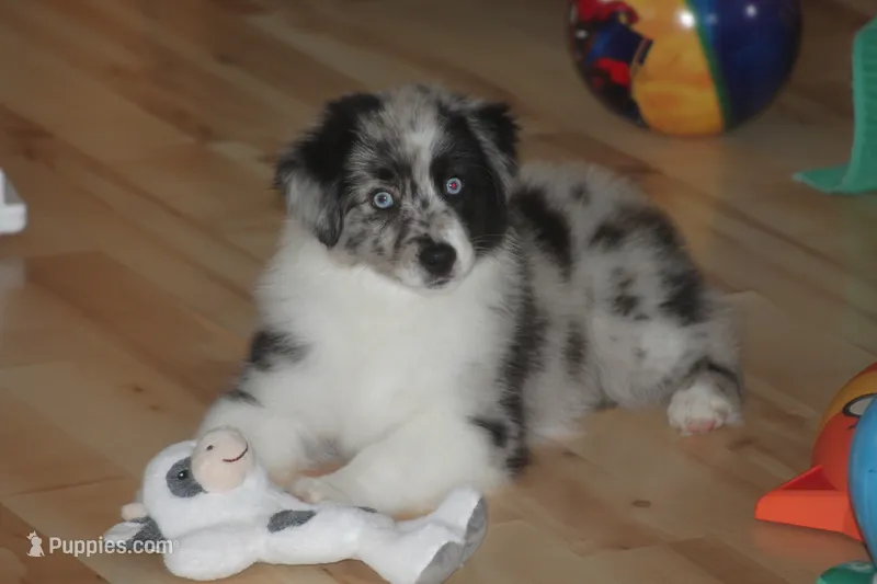 Lainey – Miniature American Shepherd puppy for sale in Glencoe, MN