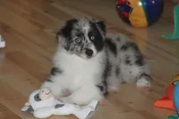 Lainey, a female Miniature American Shepherd for sale in Glencoe, MN – 1 of 10