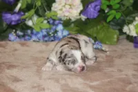 ENZO, a male Miniature American Shepherd for sale in Glencoe, MN – Photo 3 of 10