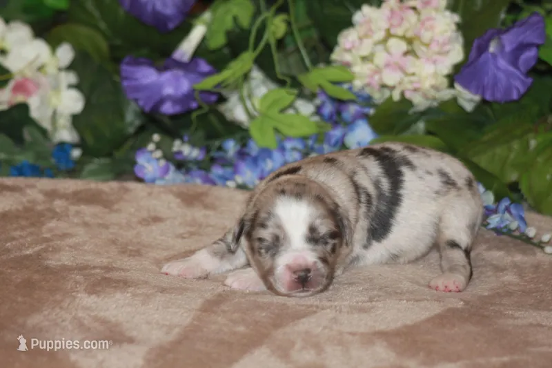 ENZO – Miniature American Shepherd puppy for sale in Glencoe, MN