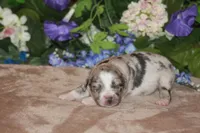 ENZO, a male Miniature American Shepherd for sale in Glencoe, MN – Photo 1 of 10