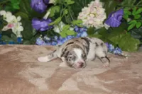 ENZO, a male Miniature American Shepherd for sale in Glencoe, MN – Photo 5 of 10