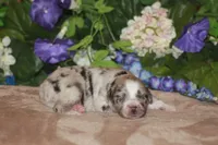 ENZO, a male Miniature American Shepherd for sale in Glencoe, MN – Photo 9 of 10