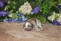 ENZO, a male Miniature American Shepherd for sale in Glencoe, MN – Photo 10 of 10