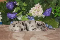 ENZO, a male Miniature American Shepherd for sale in Glencoe, MN – Photo 8 of 10