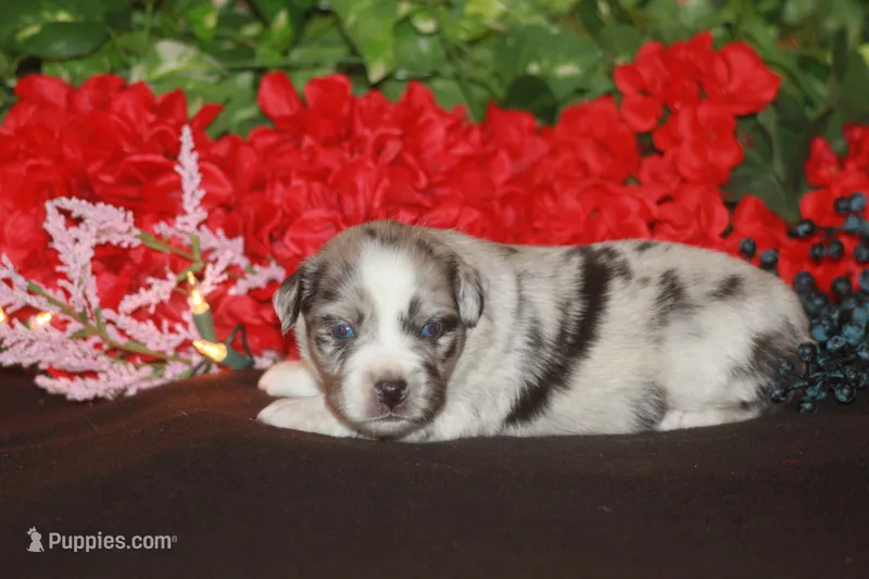 ENZO – Miniature American Shepherd puppy for sale in Glencoe, MN