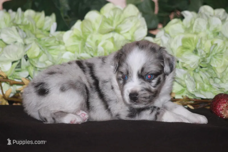 ENZO – Miniature American Shepherd puppy for sale in Glencoe, MN