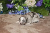 ENZO, a male Miniature American Shepherd for sale in Glencoe, MN – Photo 2 of 10