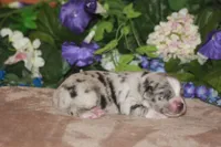 ENZO, a male Miniature American Shepherd for sale in Glencoe, MN – Photo 7 of 10