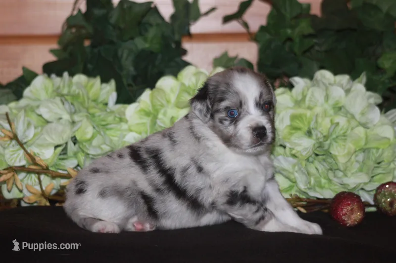 ENZO – Miniature American Shepherd puppy for sale in Glencoe, MN