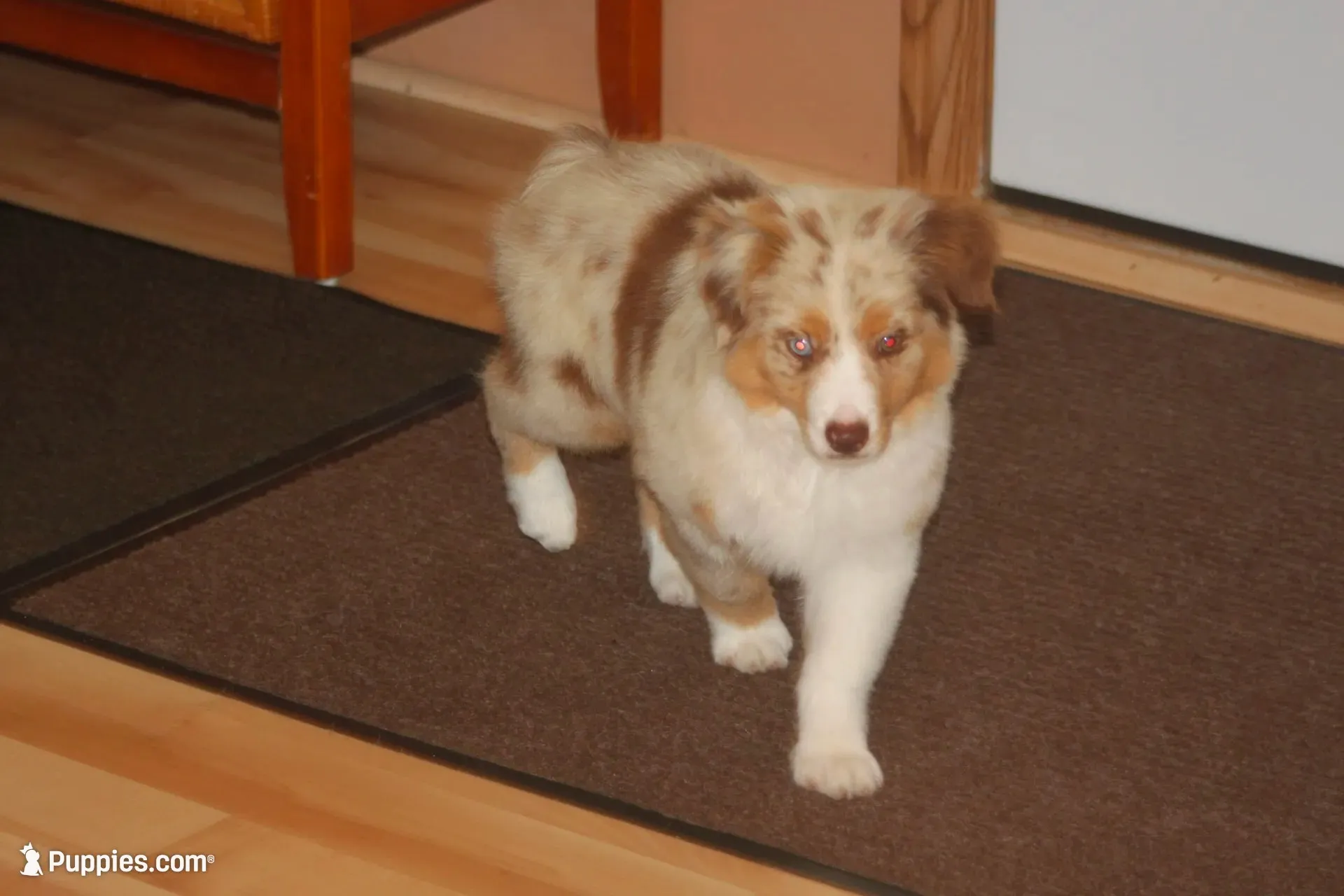 ROYAL, a male Miniature American Shepherd for sale in Glencoe, MN – 6 of 10