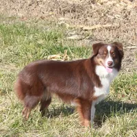 Lucy, a female Miniature American Shepherd for sale in Glencoe, MN – Photo 4 of 10