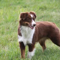 Lucy, a female Miniature American Shepherd for sale in Glencoe, MN – Photo 2 of 10