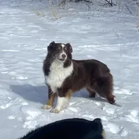 Lucy, a female Miniature American Shepherd for sale in Glencoe, MN – Photo 1 of 10