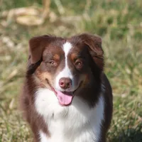 Lucy, a female Miniature American Shepherd for sale in Glencoe, MN – Photo 5 of 10