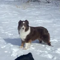 Lucy, a female Miniature American Shepherd for sale in Glencoe, MN – Photo 7 of 10