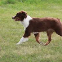 Lucy, a female Miniature American Shepherd for sale in Glencoe, MN – Photo 3 of 10