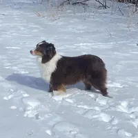 Lucy, a female Miniature American Shepherd for sale in Glencoe, MN – Photo 8 of 10