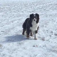 Lucy, a female Miniature American Shepherd for sale in Glencoe, MN – Photo 10 of 10
