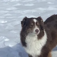 Lucy, a female Miniature American Shepherd for sale in Glencoe, MN – Photo 9 of 10