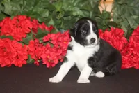 ADELINE, a female Miniature American Shepherd for sale in Glencoe, MN – 1 of 7