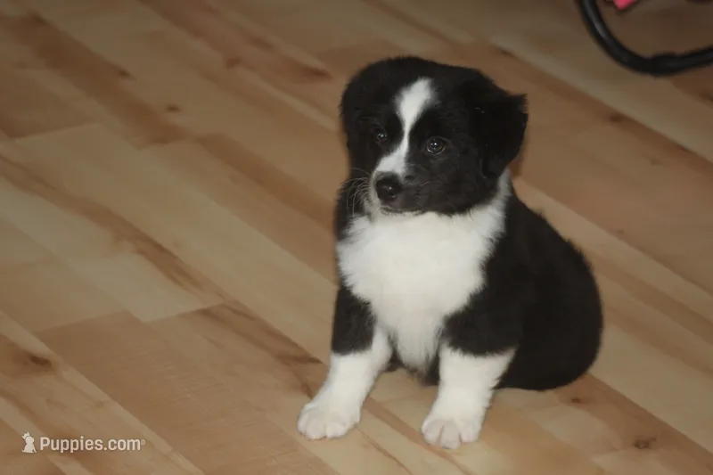 DALLAS – Miniature American Shepherd puppy for sale in Glencoe, MN