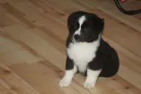 DALLAS, a male Miniature American Shepherd for sale in Glencoe, MN – 1 of 10
