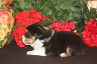 TRUETT, a male Miniature American Shepherd for sale in Glencoe, MN – 7 of 9