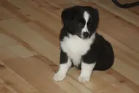 DALLAS, a male Miniature American Shepherd for sale in Glencoe, MN – 3 of 10