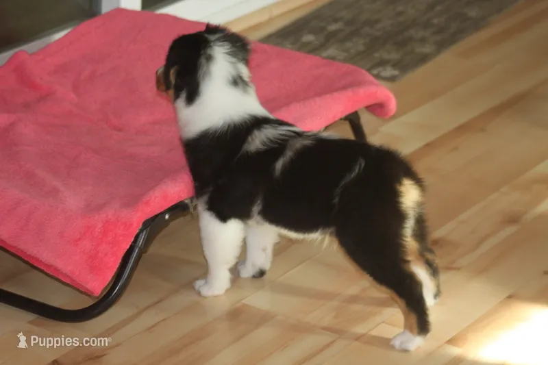QUEEN – Miniature American Shepherd puppy for sale in Glencoe, MN