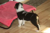 QUEEN, a female Miniature American Shepherd for sale in Glencoe, MN – 1 of 10