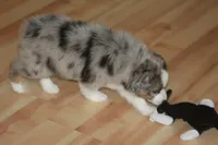 BENNETT, a male Miniature American Shepherd for sale in Glencoe, MN – 6 of 10