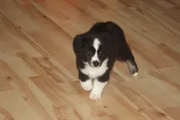 DALLAS, a male Miniature American Shepherd for sale in Glencoe, MN – 2 of 10