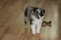LAINEY, a female Miniature American Shepherd for sale in Glencoe, MN – 5 of 10