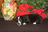 SAWYER, a male Miniature American Shepherd for sale in Glencoe, MN – 9 of 10