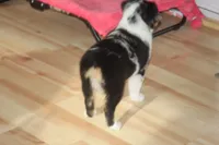 QUEEN, a female Miniature American Shepherd for sale in Glencoe, MN – 7 of 10