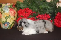 SHANE, a male Miniature American Shepherd for sale in Glencoe, MN – 7 of 10