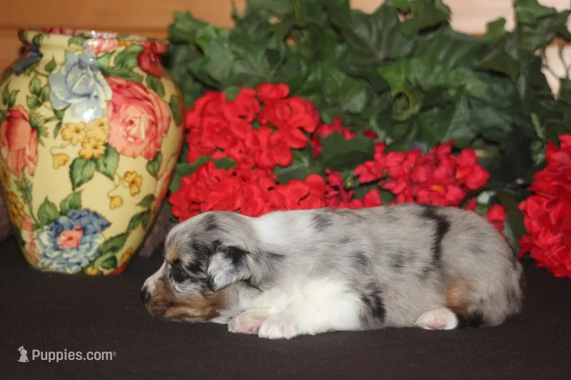 SHANE – Miniature American Shepherd puppy for sale in Glencoe, MN