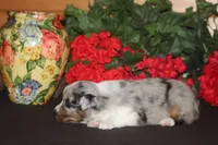 SHANE, a male Miniature American Shepherd for sale in Glencoe, MN – 1 of 10