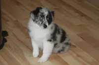 Lainey, a female Miniature American Shepherd for sale in Glencoe, MN – 3 of 10