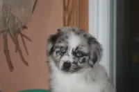 ENZO, a male Miniature American Shepherd for sale in Glencoe, MN – 4 of 10