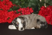 JACKSON, a male Miniature American Shepherd for sale in Glencoe, MN – 7 of 10