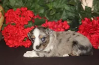 JACKSON, a male Miniature American Shepherd for sale in Glencoe, MN – 5 of 10