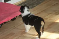 QUEEN, a female Miniature American Shepherd for sale in Glencoe, MN – 5 of 10