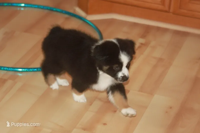 MAEVE – Miniature American Shepherd puppy for sale in Glencoe, MN