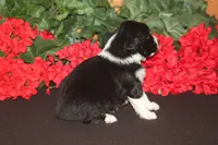 ADELINE, a female Miniature American Shepherd for sale in Glencoe, MN – 3 of 7
