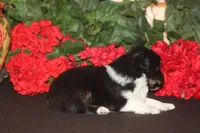 SAWYER, a male Miniature American Shepherd for sale in Glencoe, MN – 4 of 10