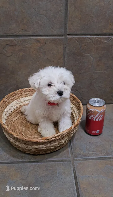 Frost- Toy sized – Bichon Frise, Miniature Schnauzer puppy for sale in Mobile, AL