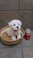 Frost- Toy sized, a male Bichon Frise and Miniature Schnauzer for sale in Mobile, AL – 1 of 5
